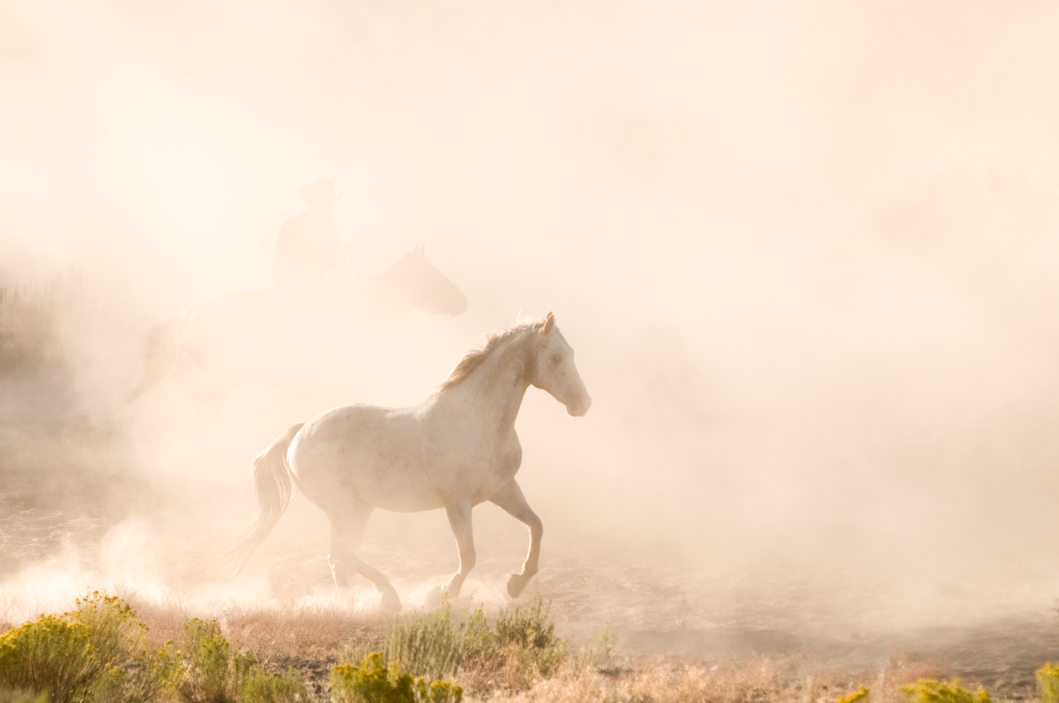 Horses